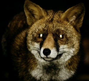fox-579202_1920